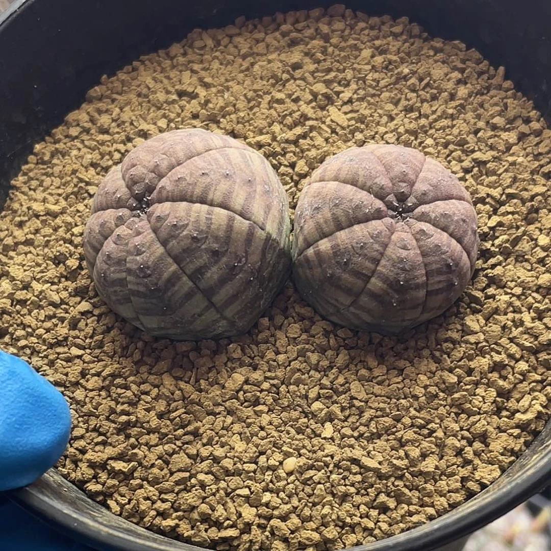实生双头紫肌神玉布纹球