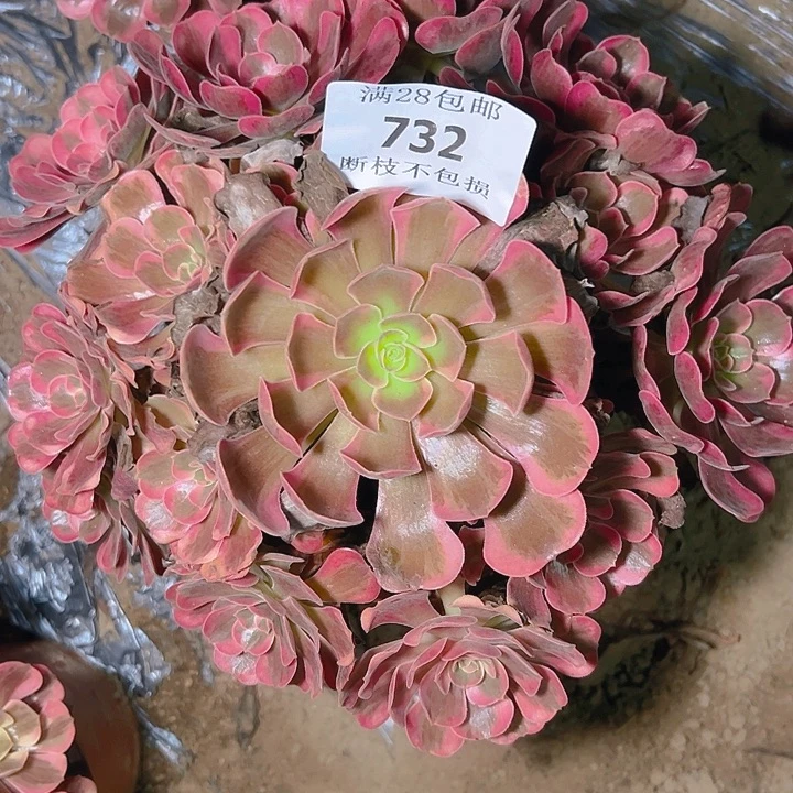 732爱神多肉植物保护