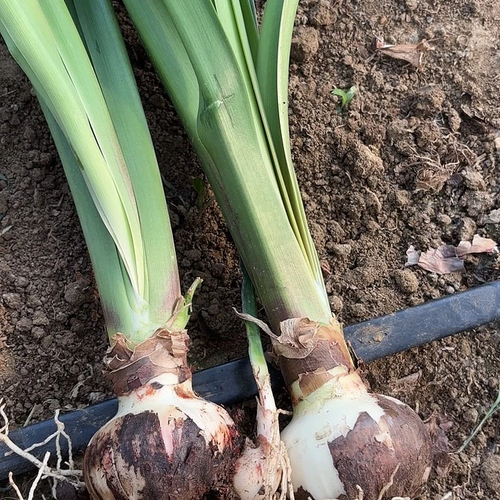 无花朵两颗单黑根盘不好包对版不包养护