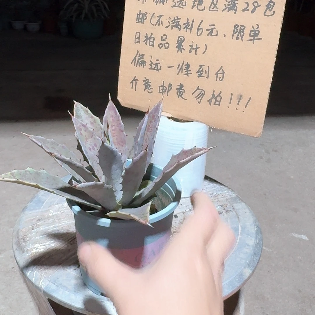 完全开放不知名血雨系龙舌兰