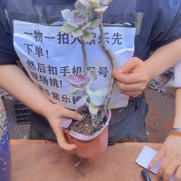 一物一拍小老庄飘枝子乐所见即所得