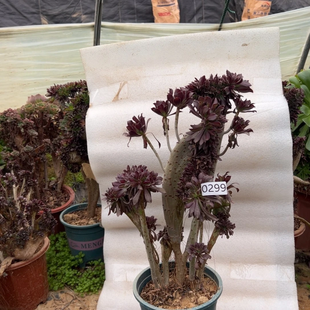 黑缀299高度39厘米