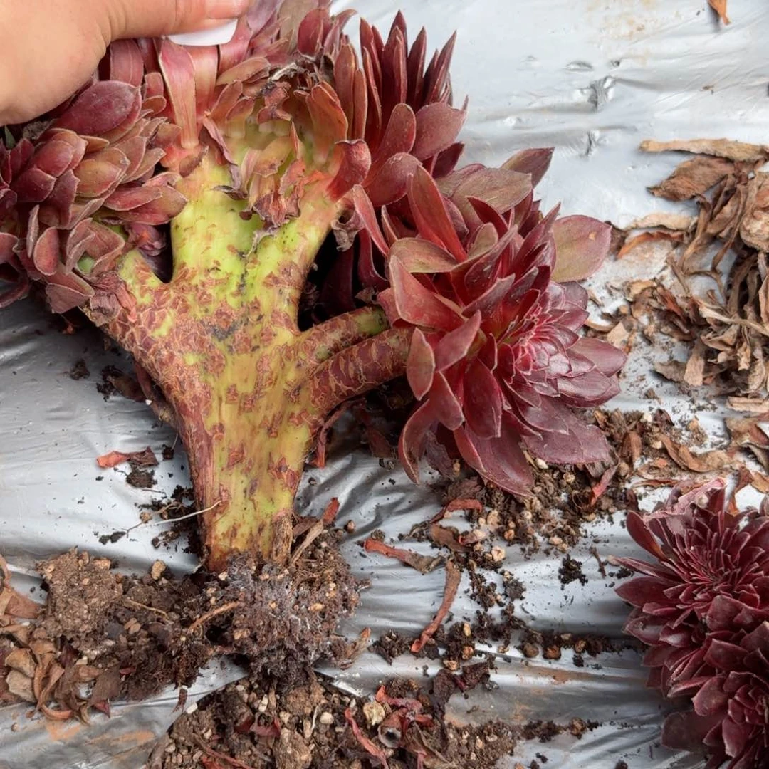 嗯8697 号多肉法师特价