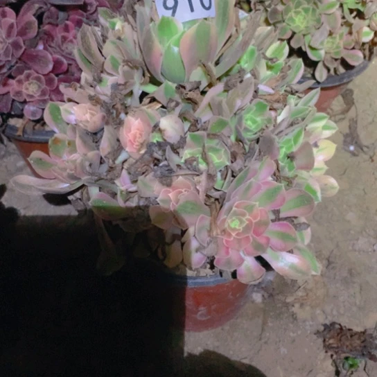 无花朵910个肉植物女神