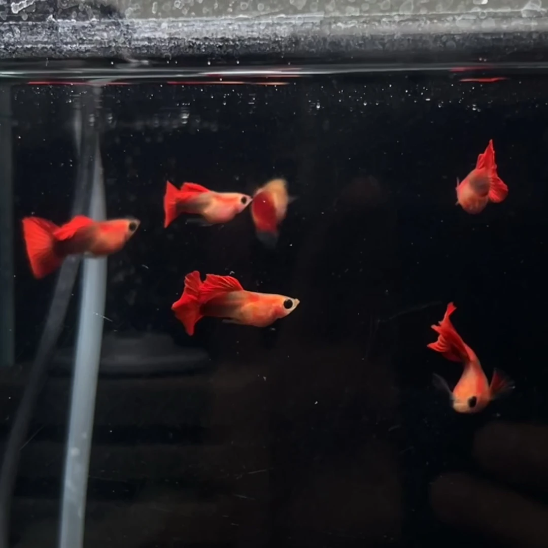 1个月苗子10条红礼服玻璃猫（带红头基因）