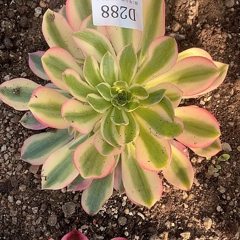 288粉女巫多肉法师锦量拍