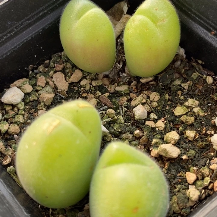 22101一盒长毛毛翠