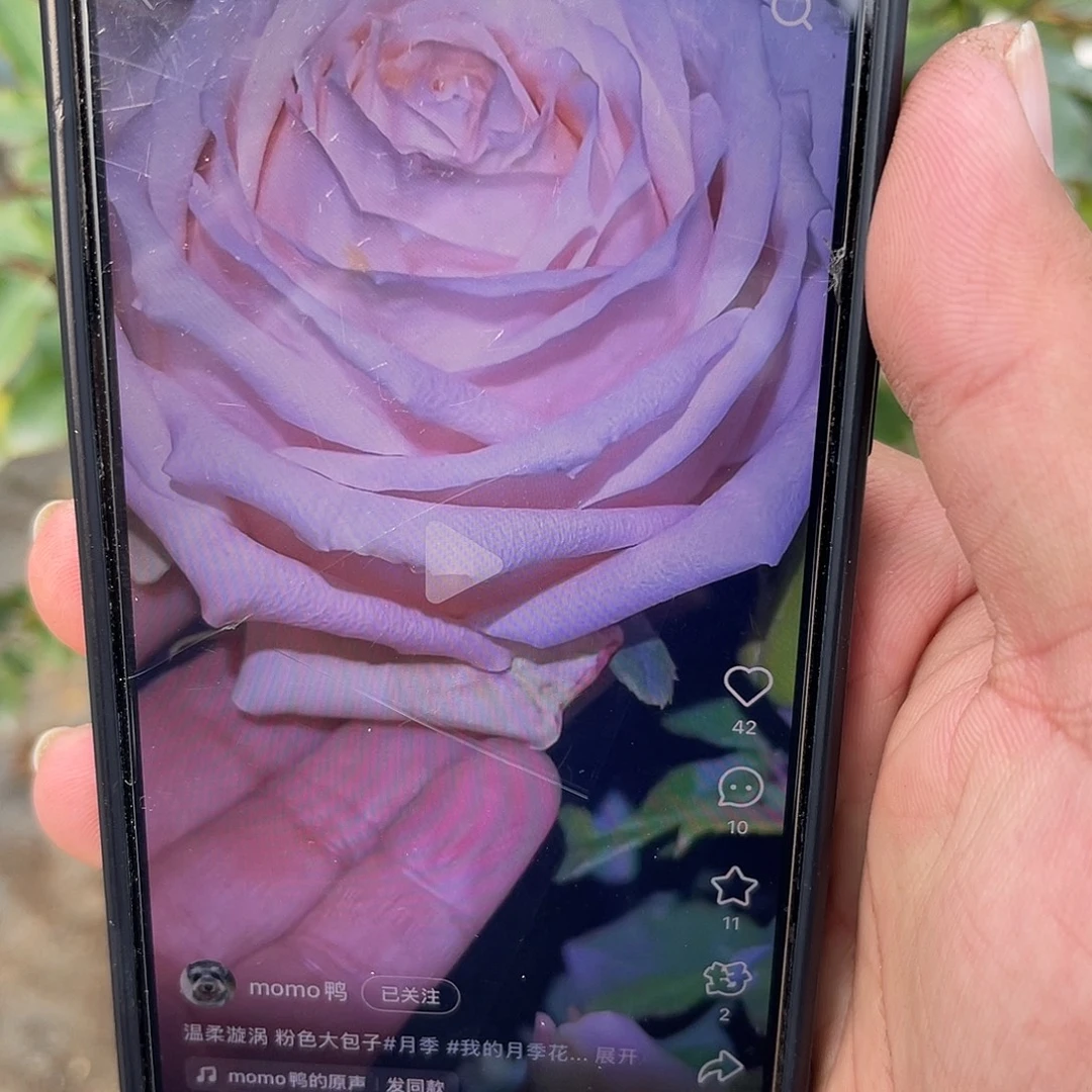 无花朵———温柔漩涡 福利款