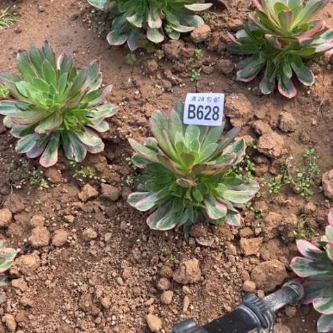 628焕莎不包断枝