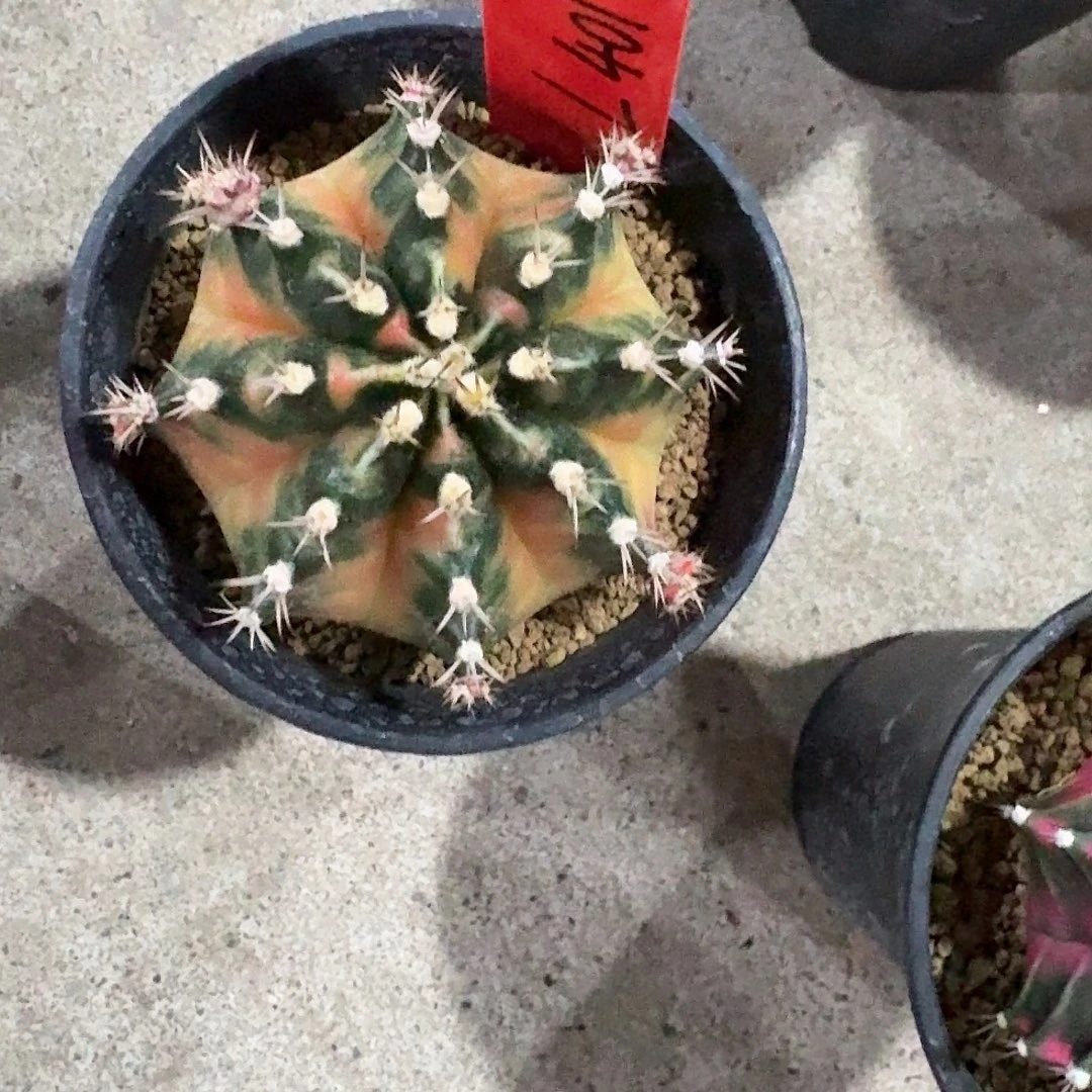 L401-1114广东发货 小马克