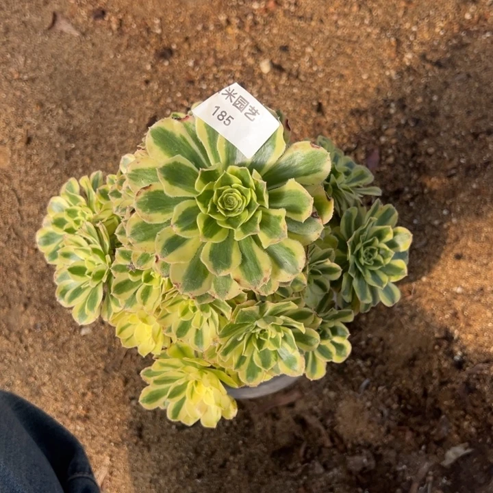 白兰地手捧多肉植物185