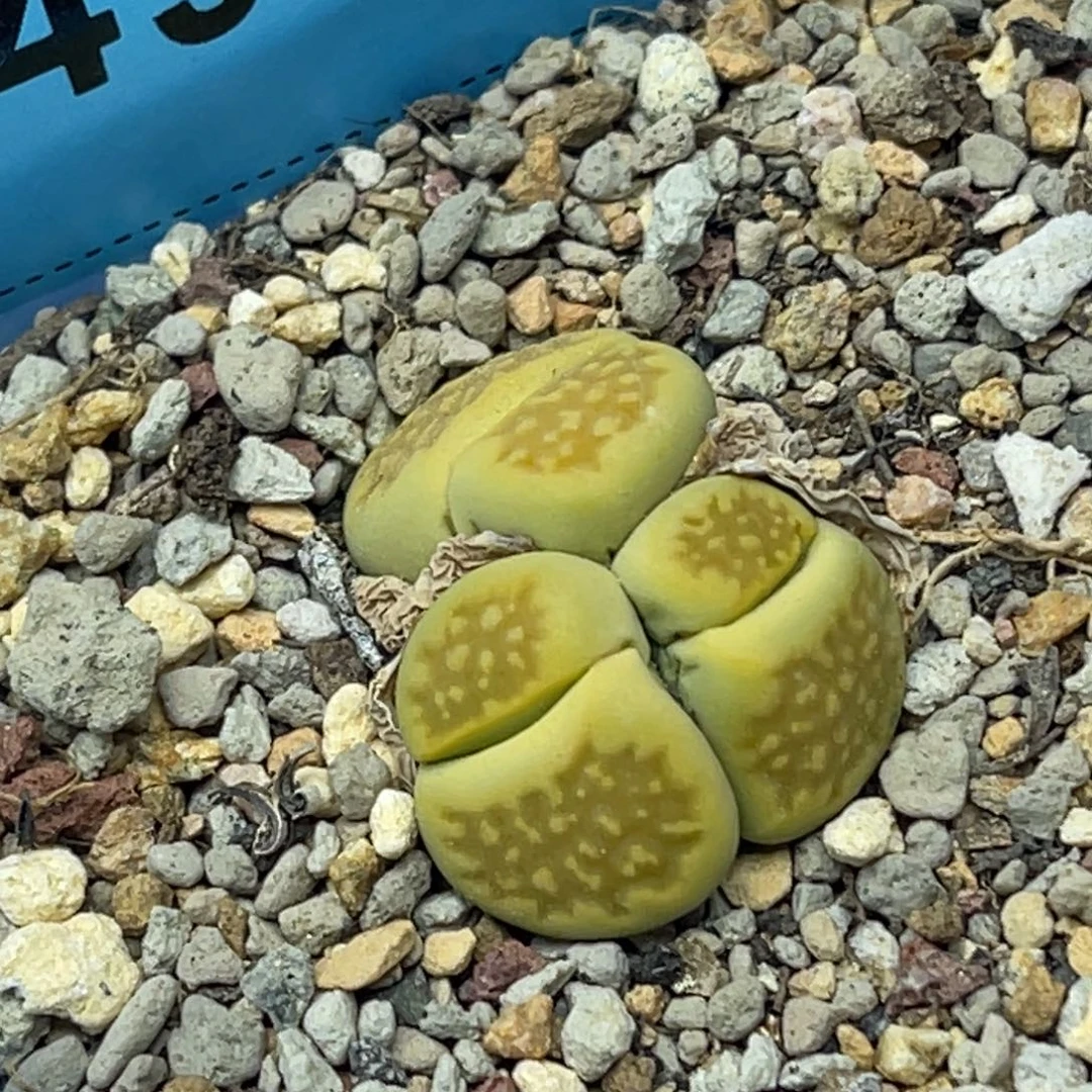 4979三头黄巴里一颗。