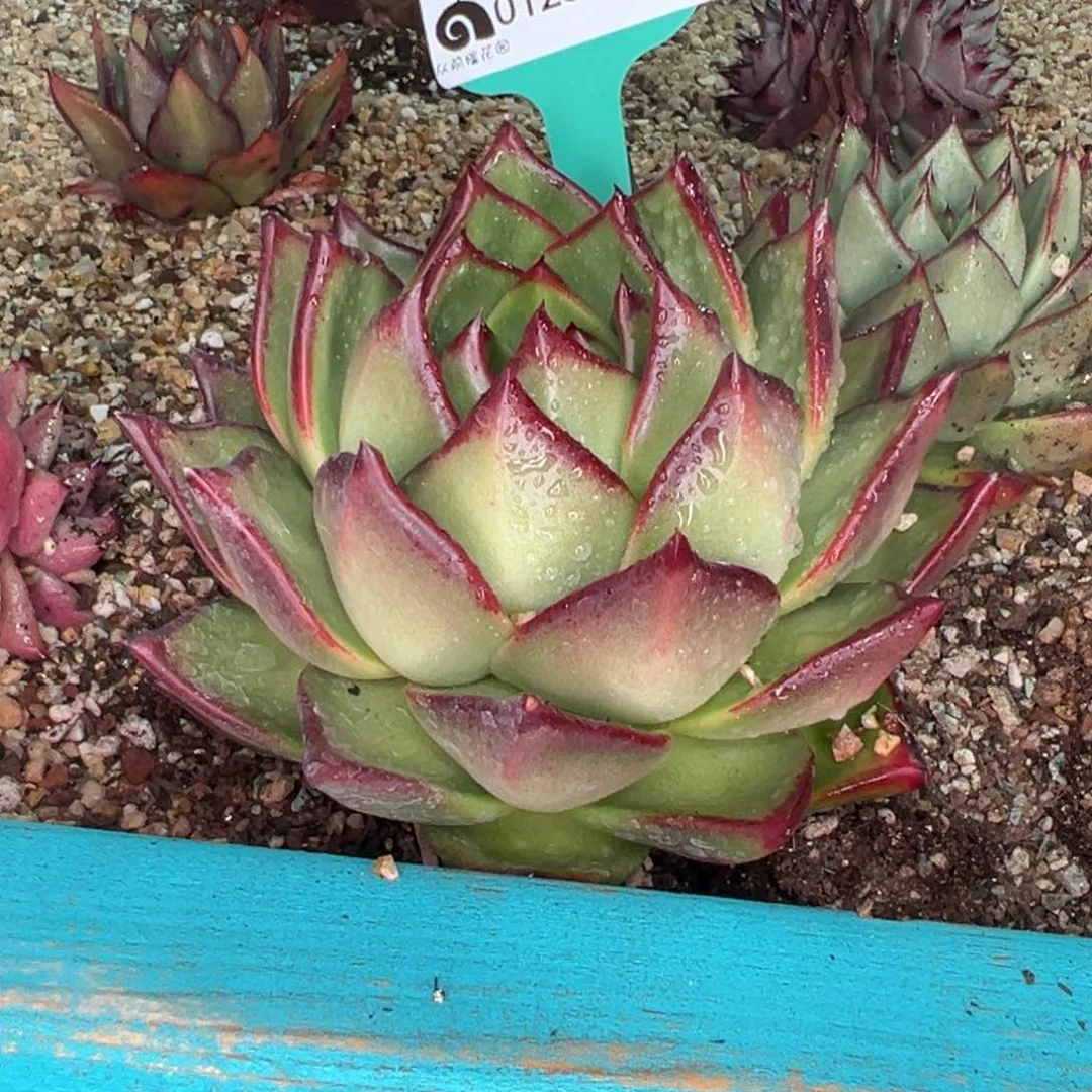 从前慢多肉精选编号0123.238