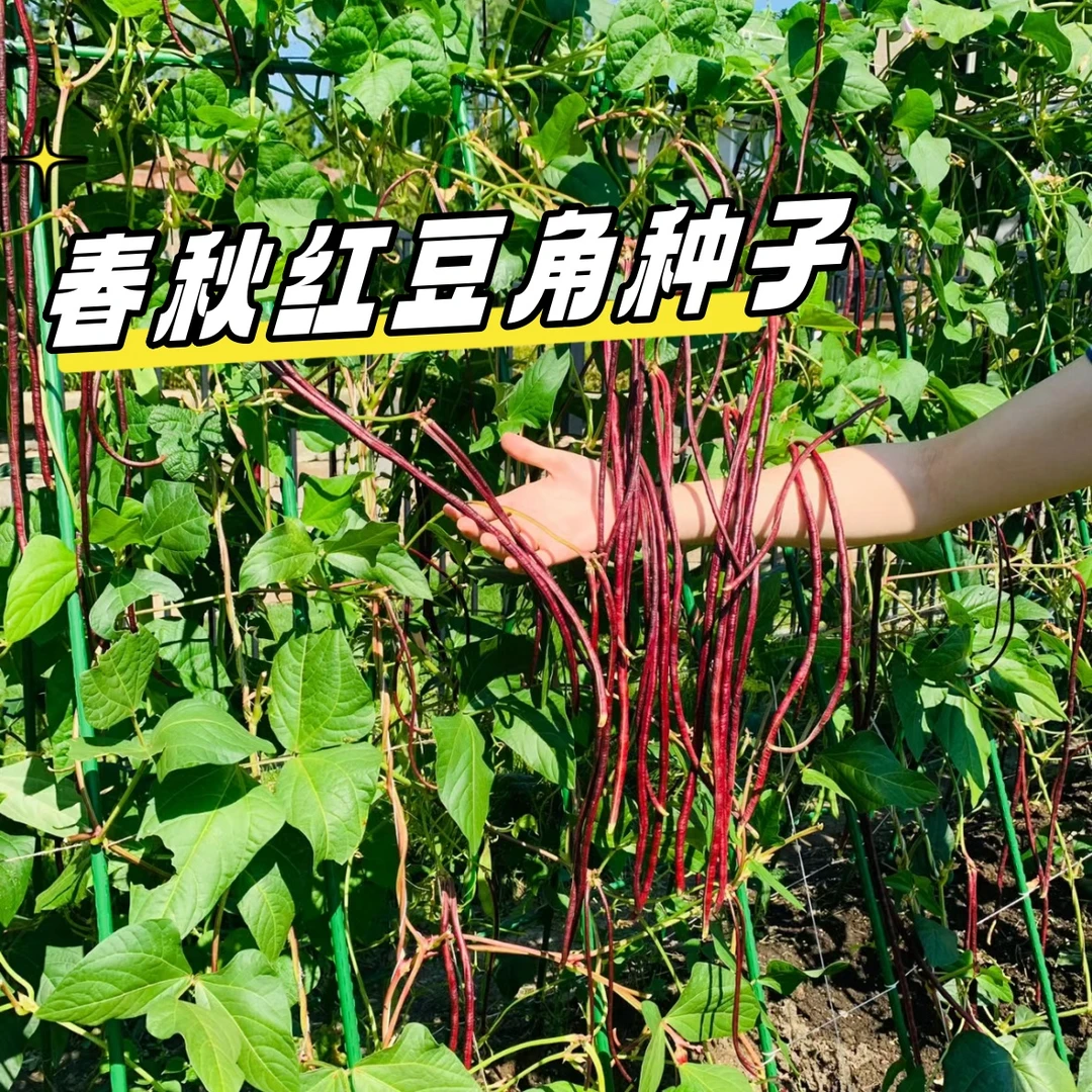 【全店满五包包邮】春秋红豇豆种籽特长紫红豆角种孑高产四季
