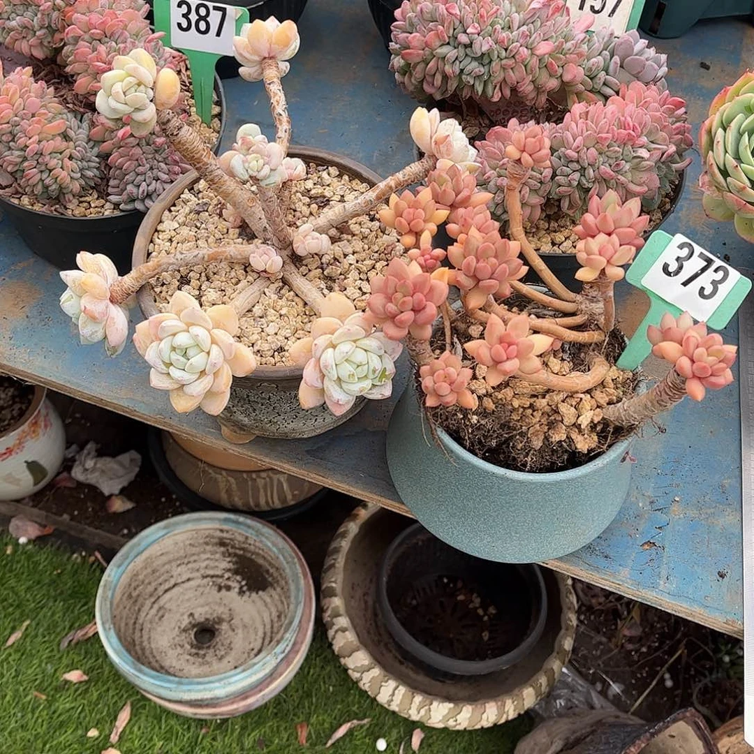 S***e红宝石多肉植物保护373组合