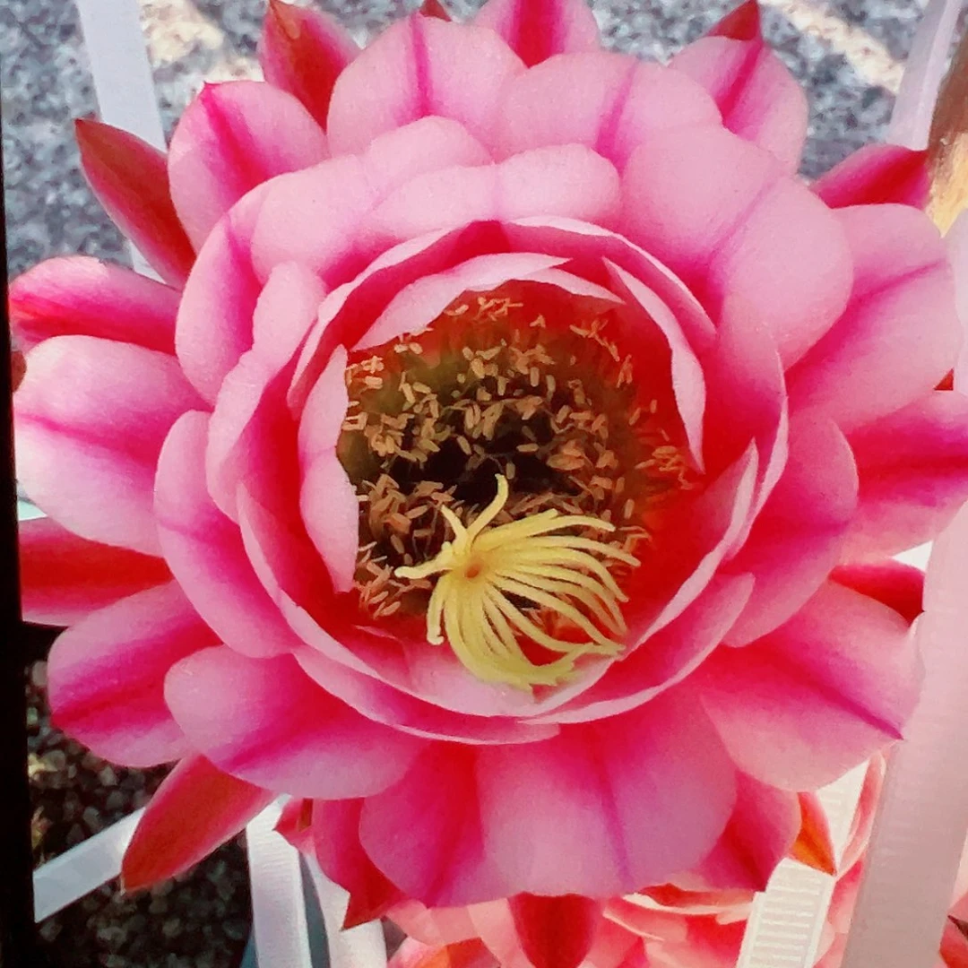 毛花柱 粉中筋 侧芽 满20包邮