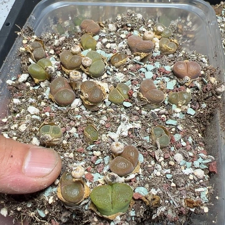 【闪购商品】 346。