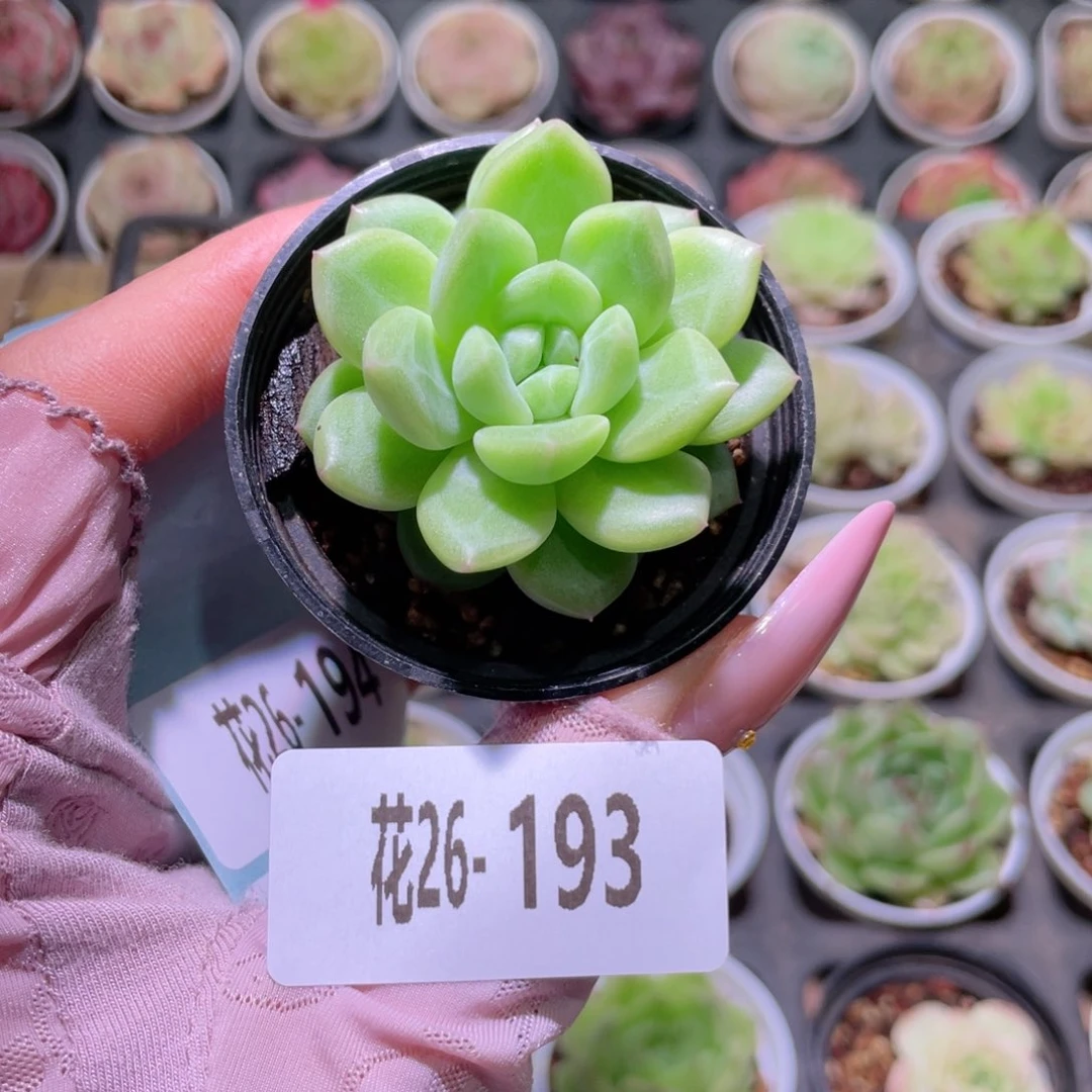 花利美26-193新品