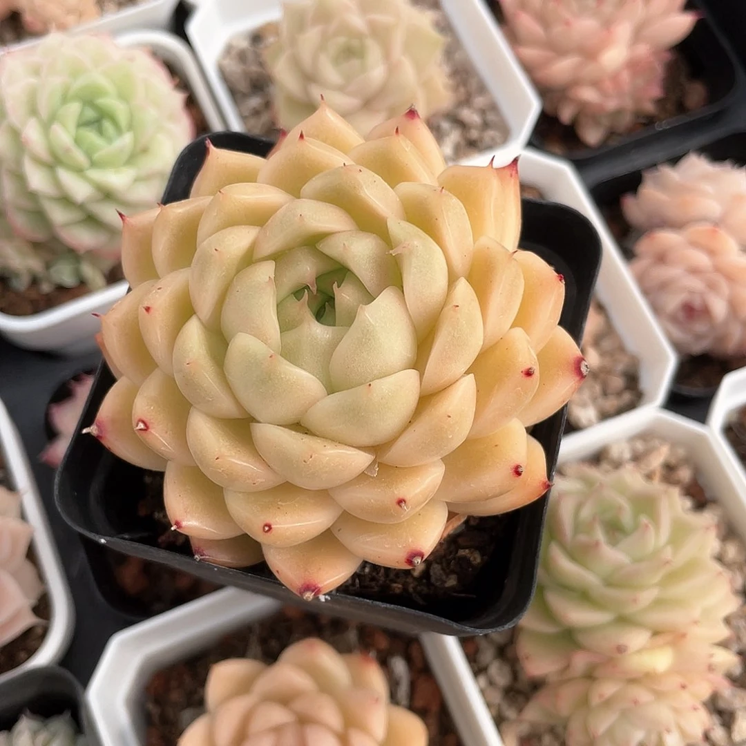 晶*优选麦秆福利6358