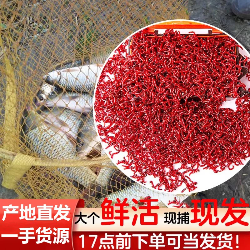 鲜活红虫特大号公虫活体活饵喂鱼饵拉饵鲫鱼野钓饵料钓鱼蚯蚓鱼饵