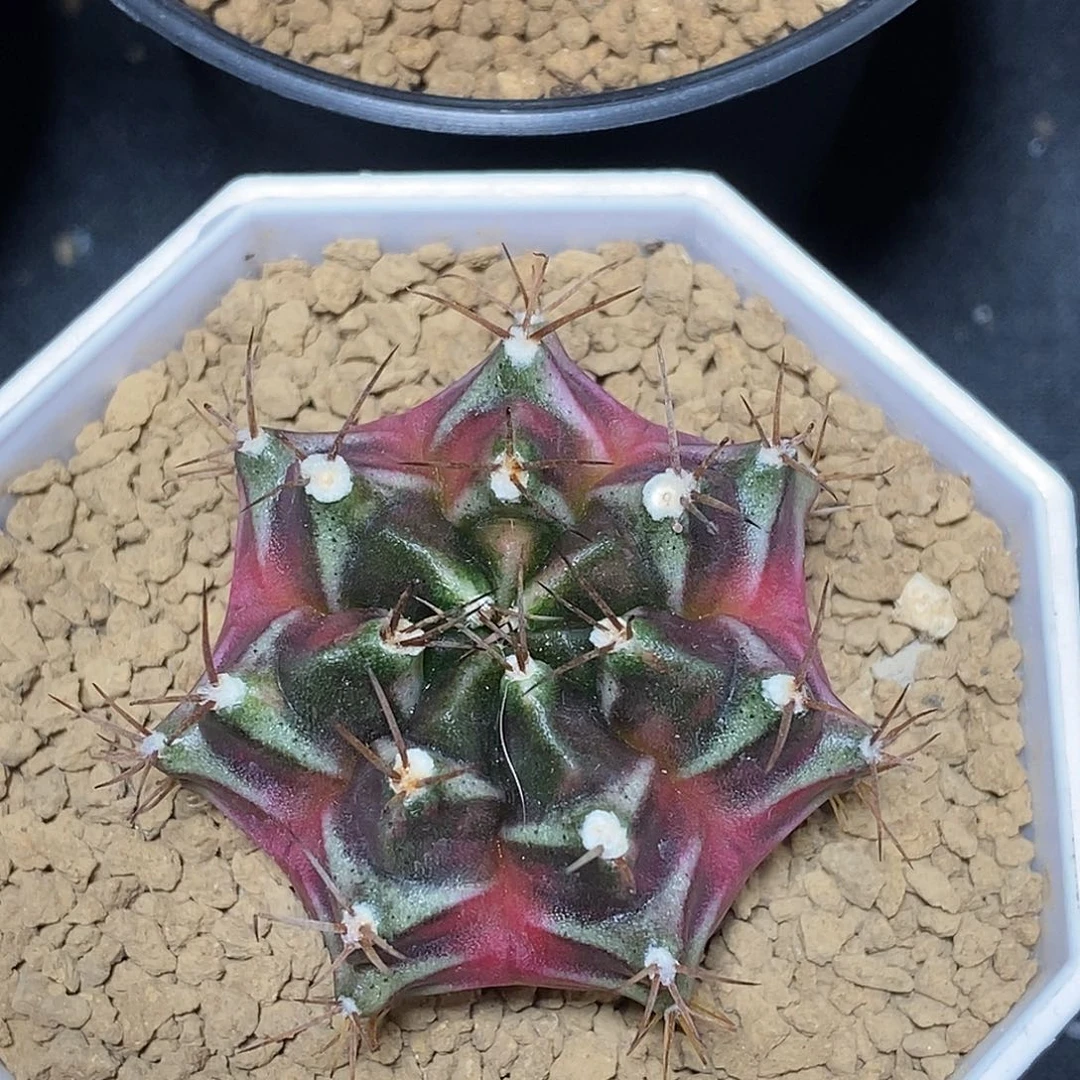 米哈仙人球锦实生007