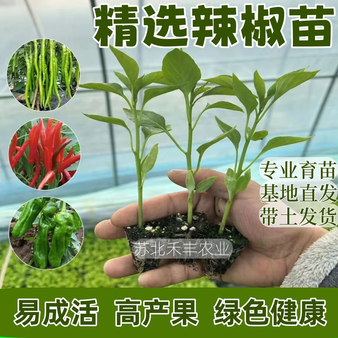 【限拍一单】高产蔬菜苗穴盘苗辣椒苗番茄苗茄子苗带土发货种苗批发