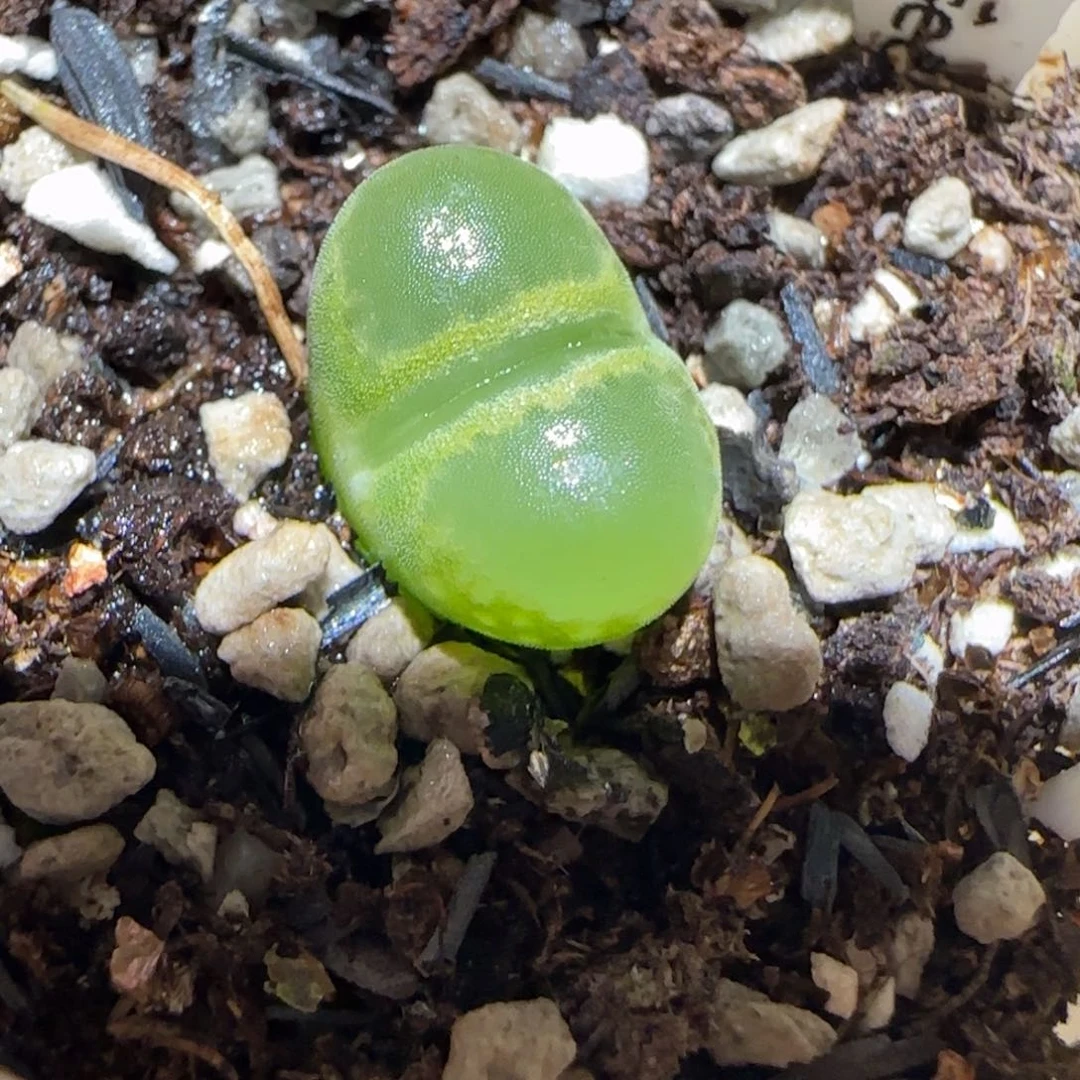 肉锥多肉植物百科7-温莎城堡791