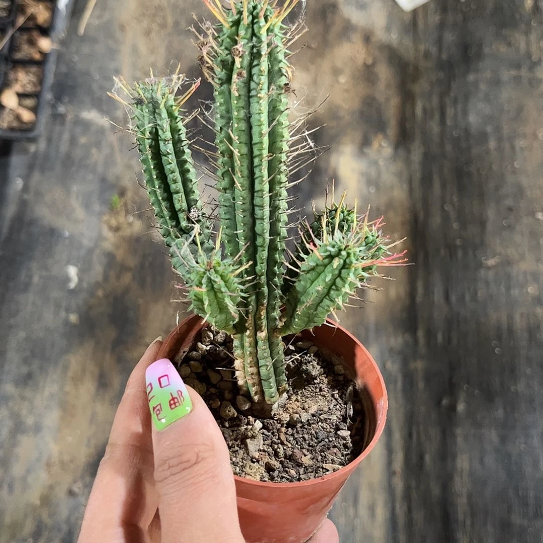 巨麒麟有根发货有根发货有根