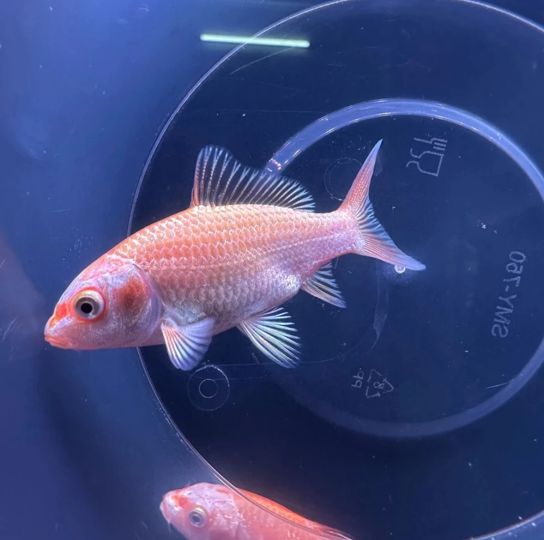 精品小苗（红猫白普红普）