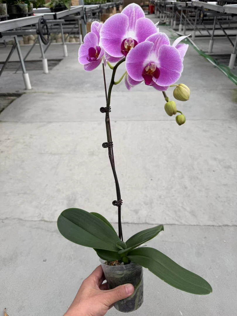 仙桃  粉紫色大花型   真花