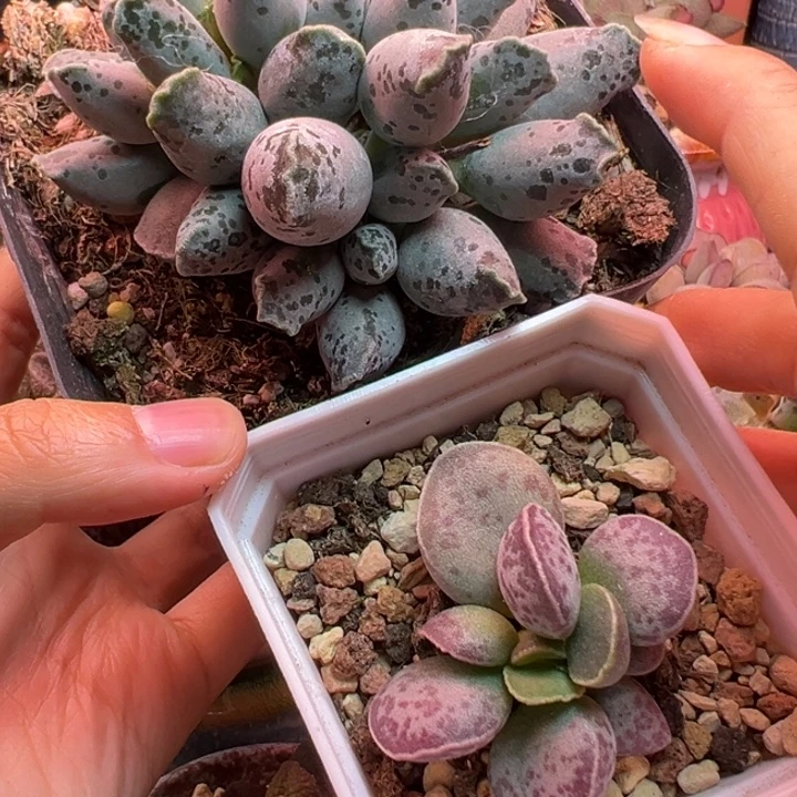 ****]         两颗。