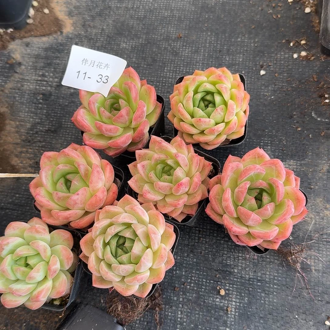 大的爆盆美尼珍妮十棵量拍11-33右八