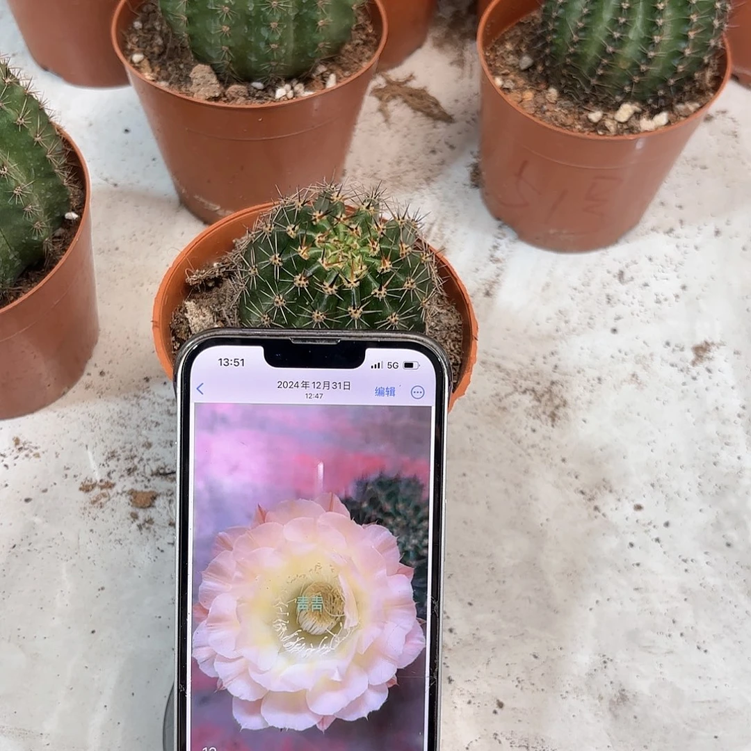 彩草32号6公分左右