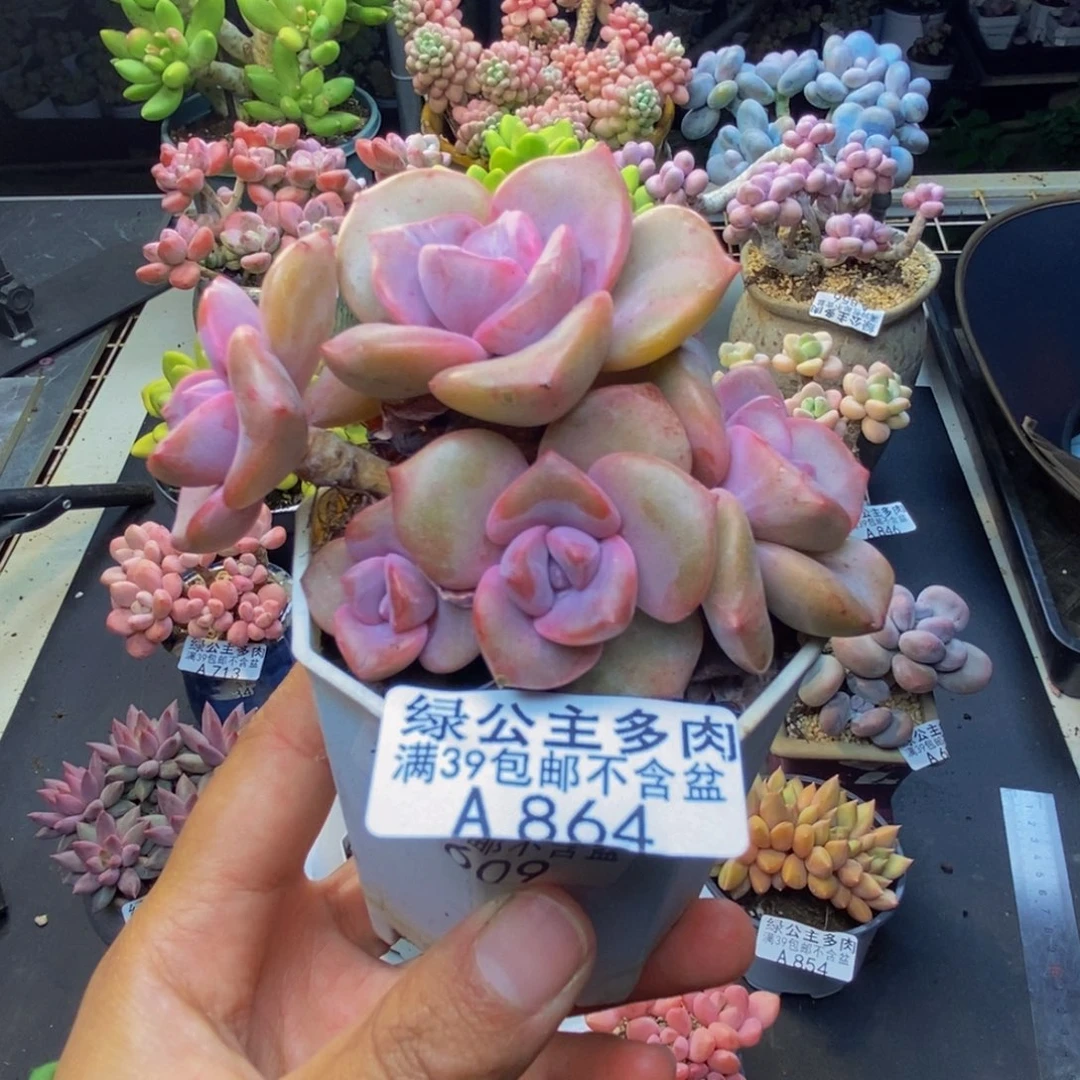 864彩虹糖多肉7c m