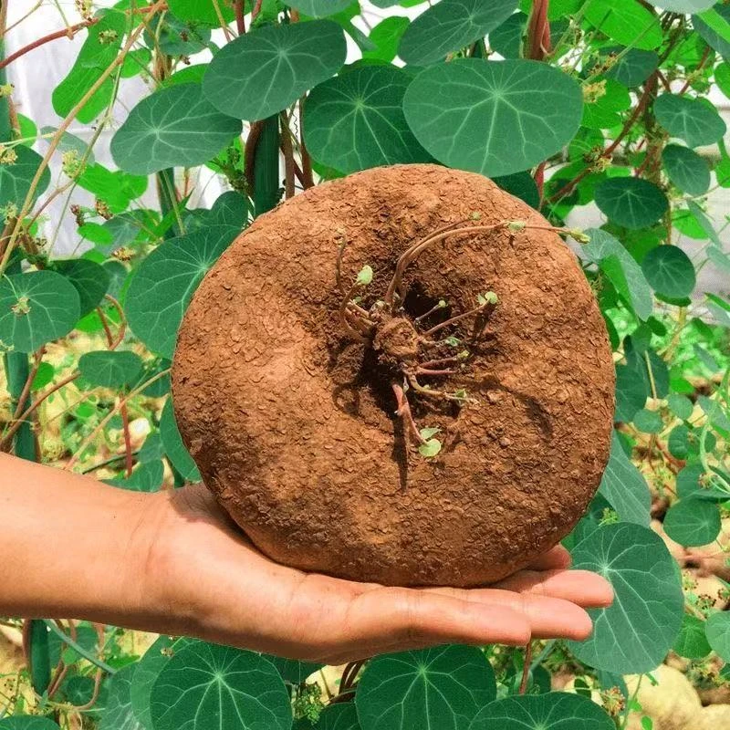 云南红藤山乌龟金不换圆叶带芽爬藤植物盆栽室内水培懒人绿植精选