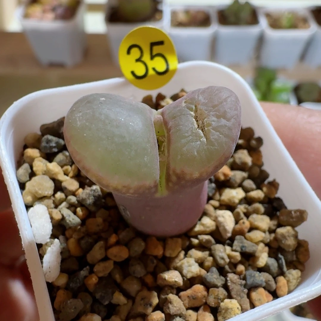 姬**君35......多肉.......