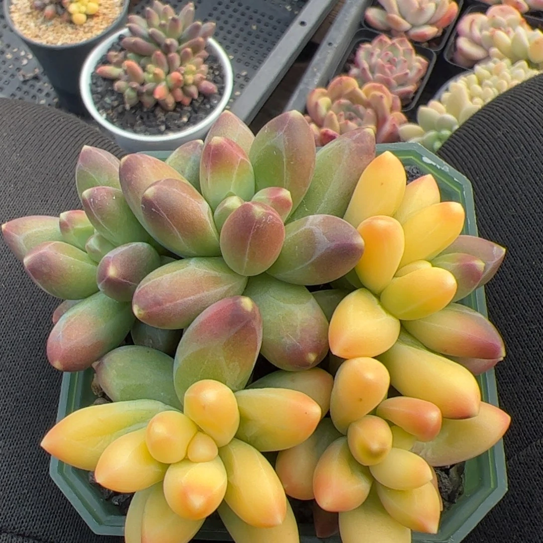 千代田锦多肉植物