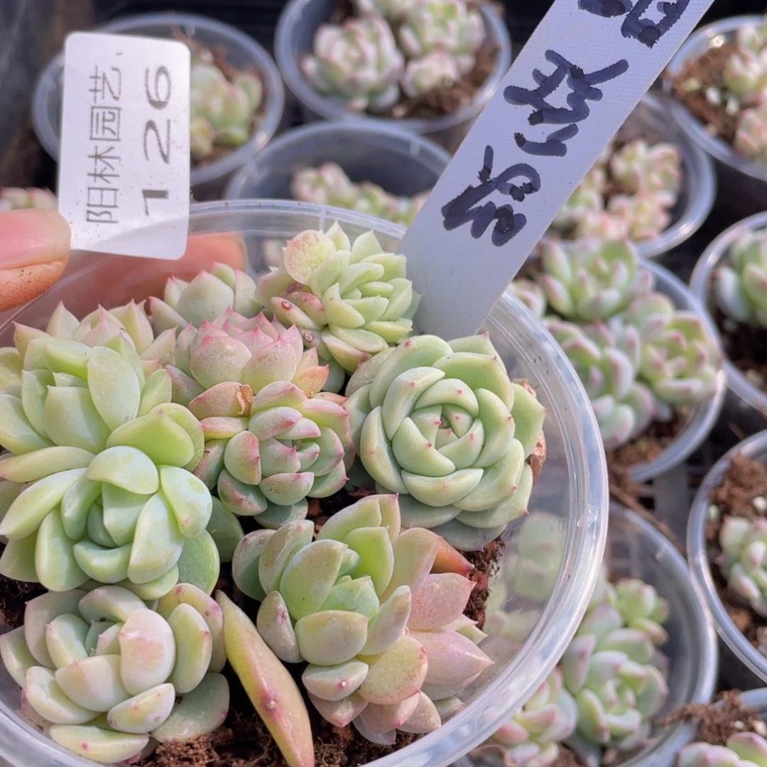 量拍多肉植物多肉植物126