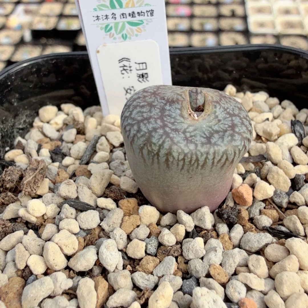 1-2-c13 饺子 月影 秋天拆头