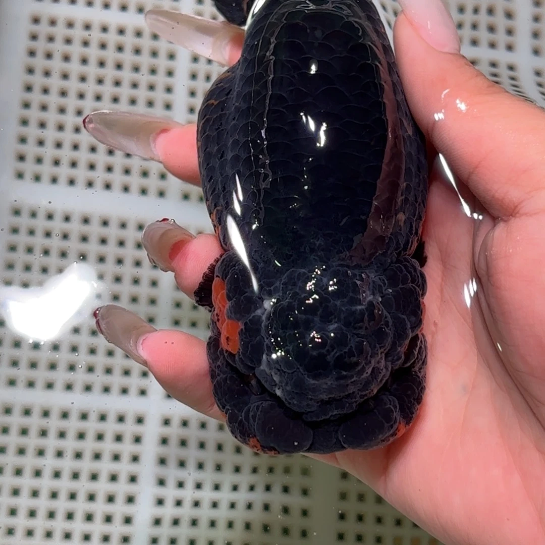 用***4金鱼拍包装包邮不拍包装运费到付