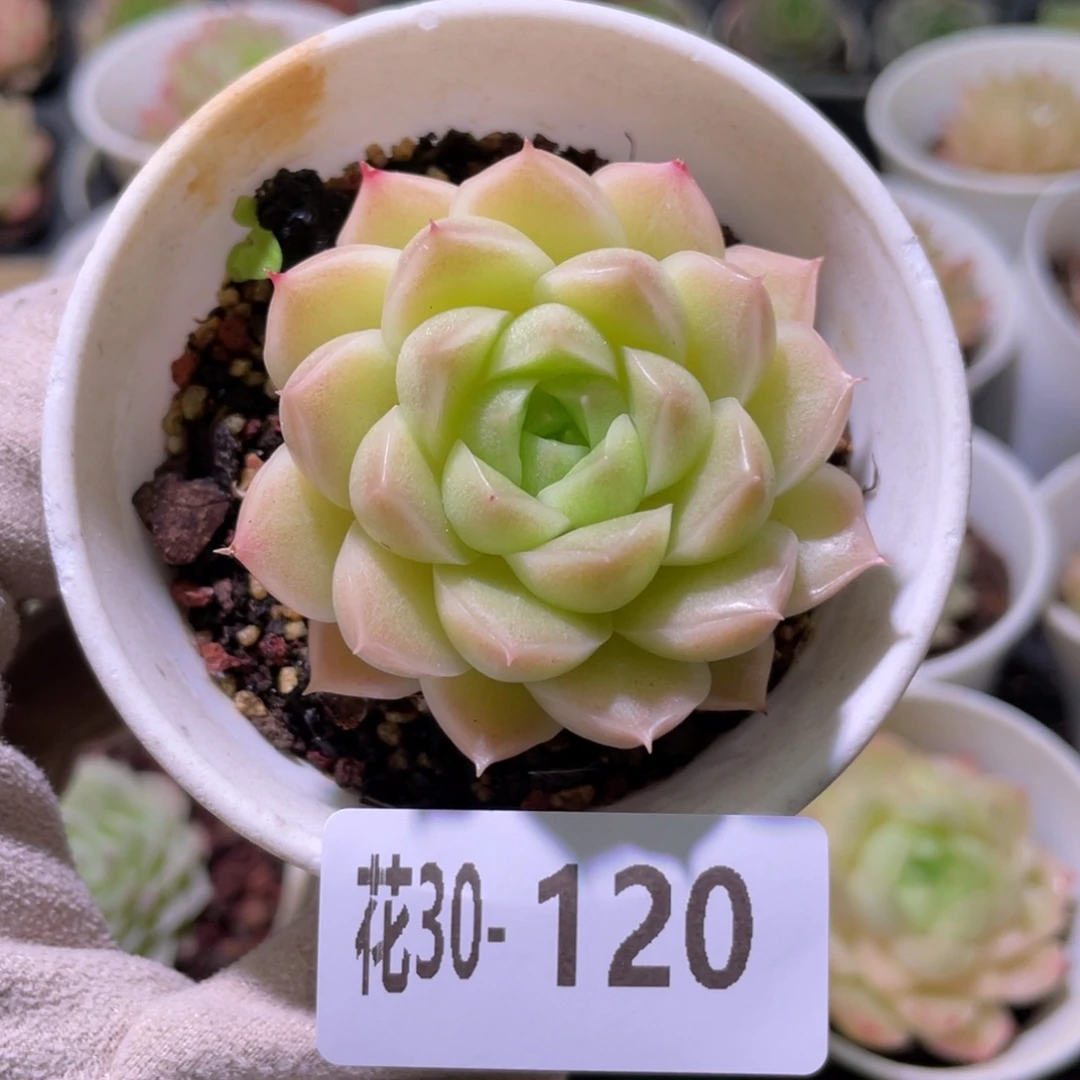 花利美30-120麦秆