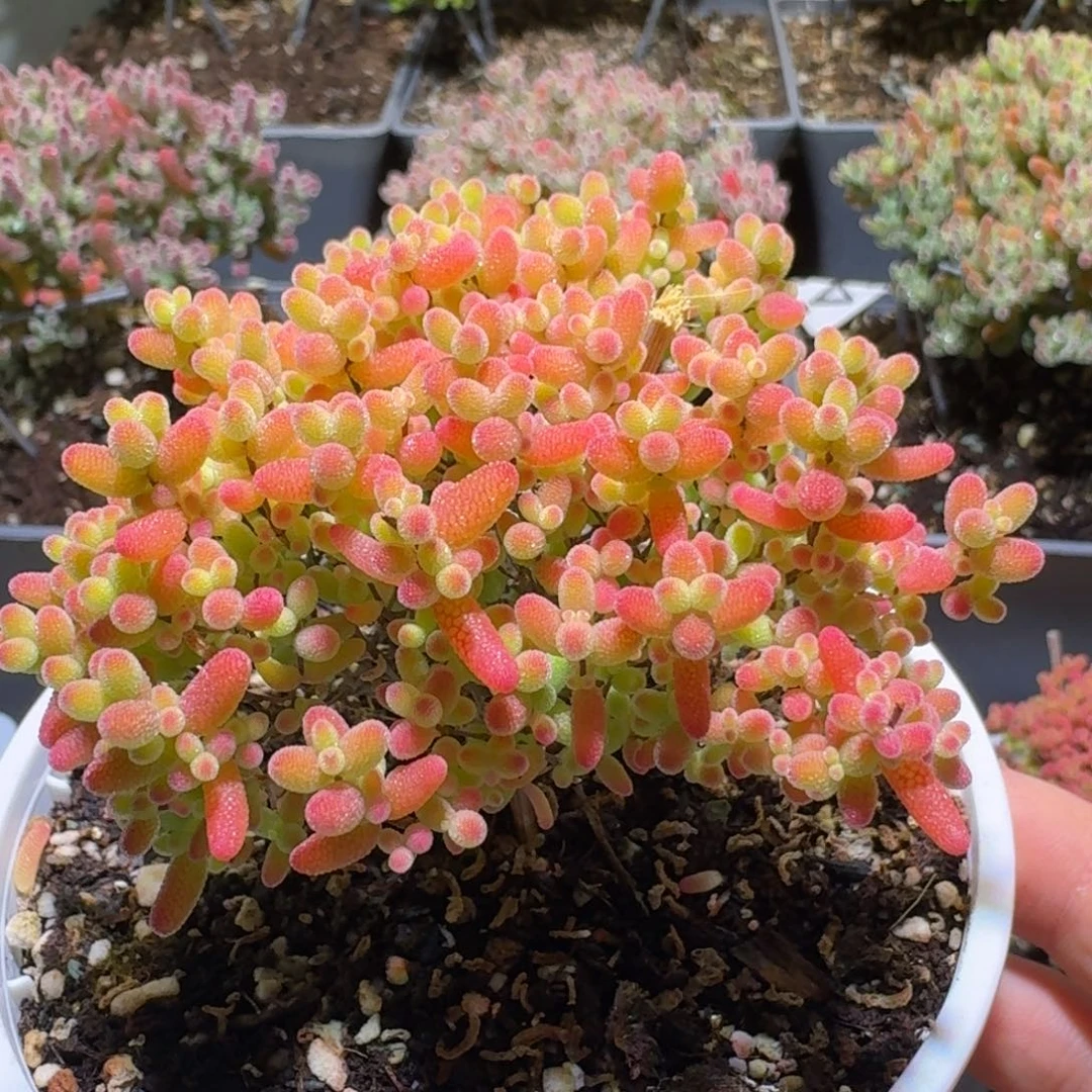 蜜橘糖球枝干番杏540