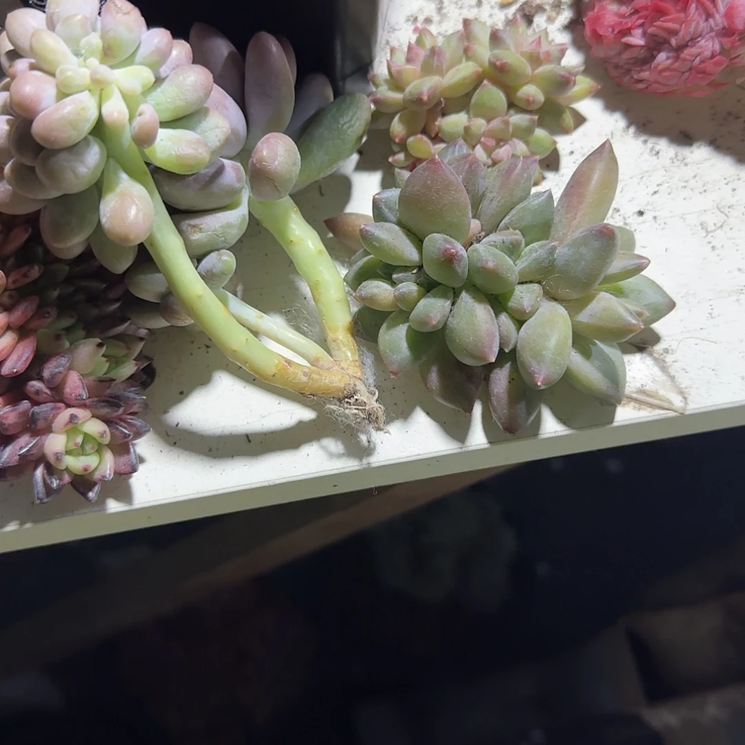 青蛙王子儿童牙膏11