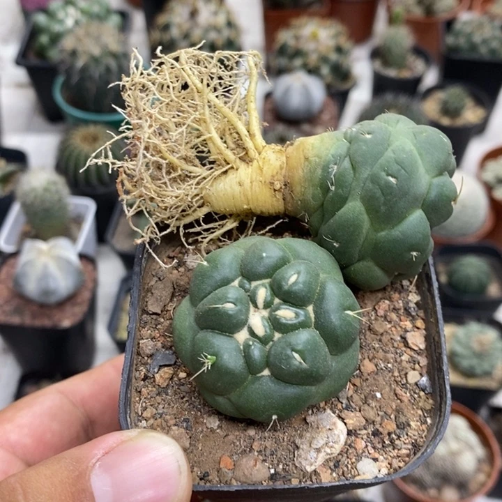实生无刺象牙特价