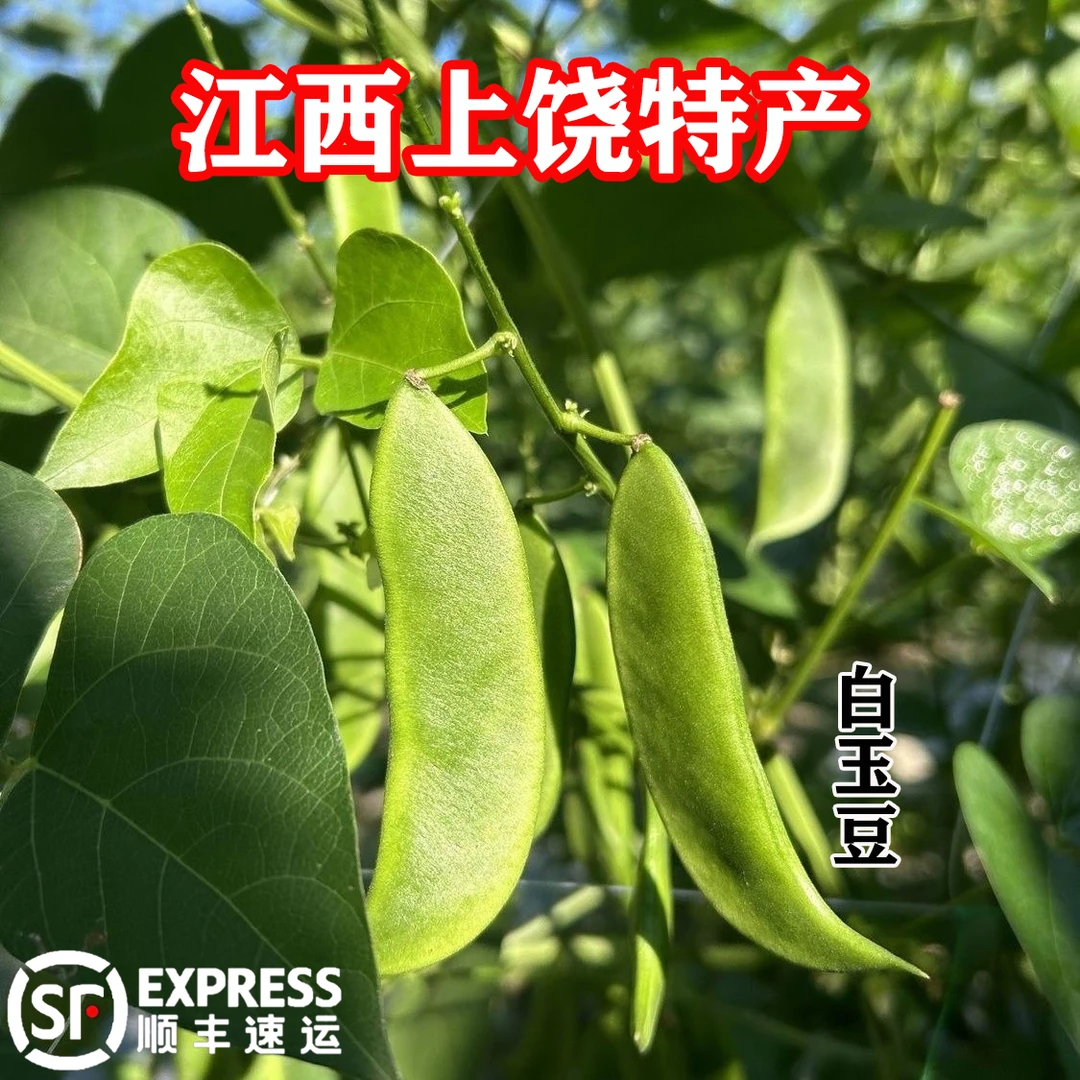 【上饶特产】农家白玉豆新鲜现采现发金豆银豆花豆农村自种蔬菜