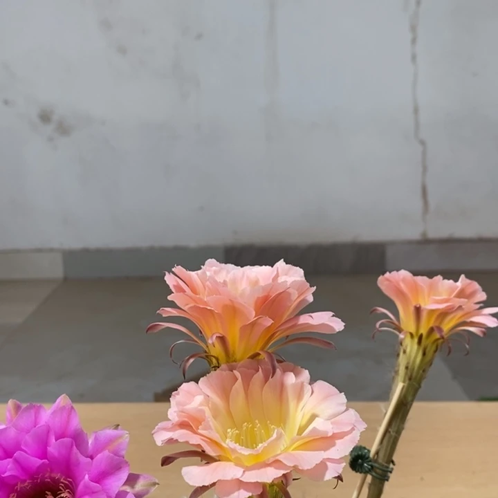 树*彩草仙人球系列