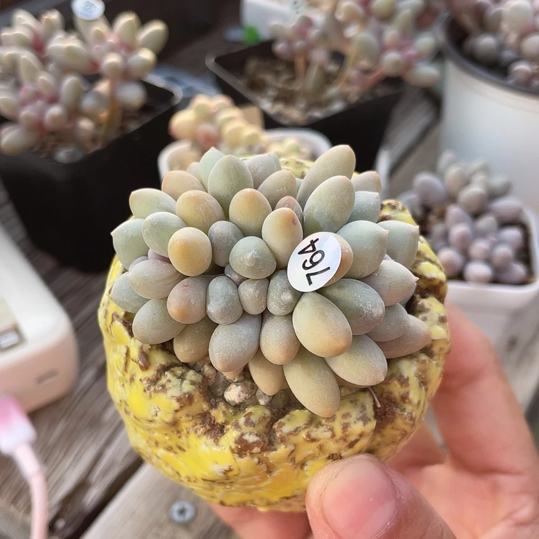 溜溜球奶酪多肉植物