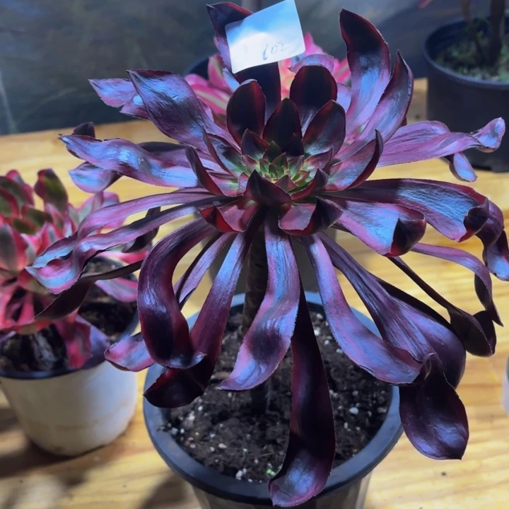 捡***瓜云南火凤好看102号