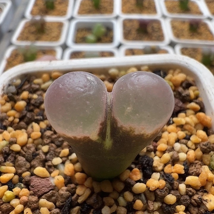 无花朵实生风铃玉27