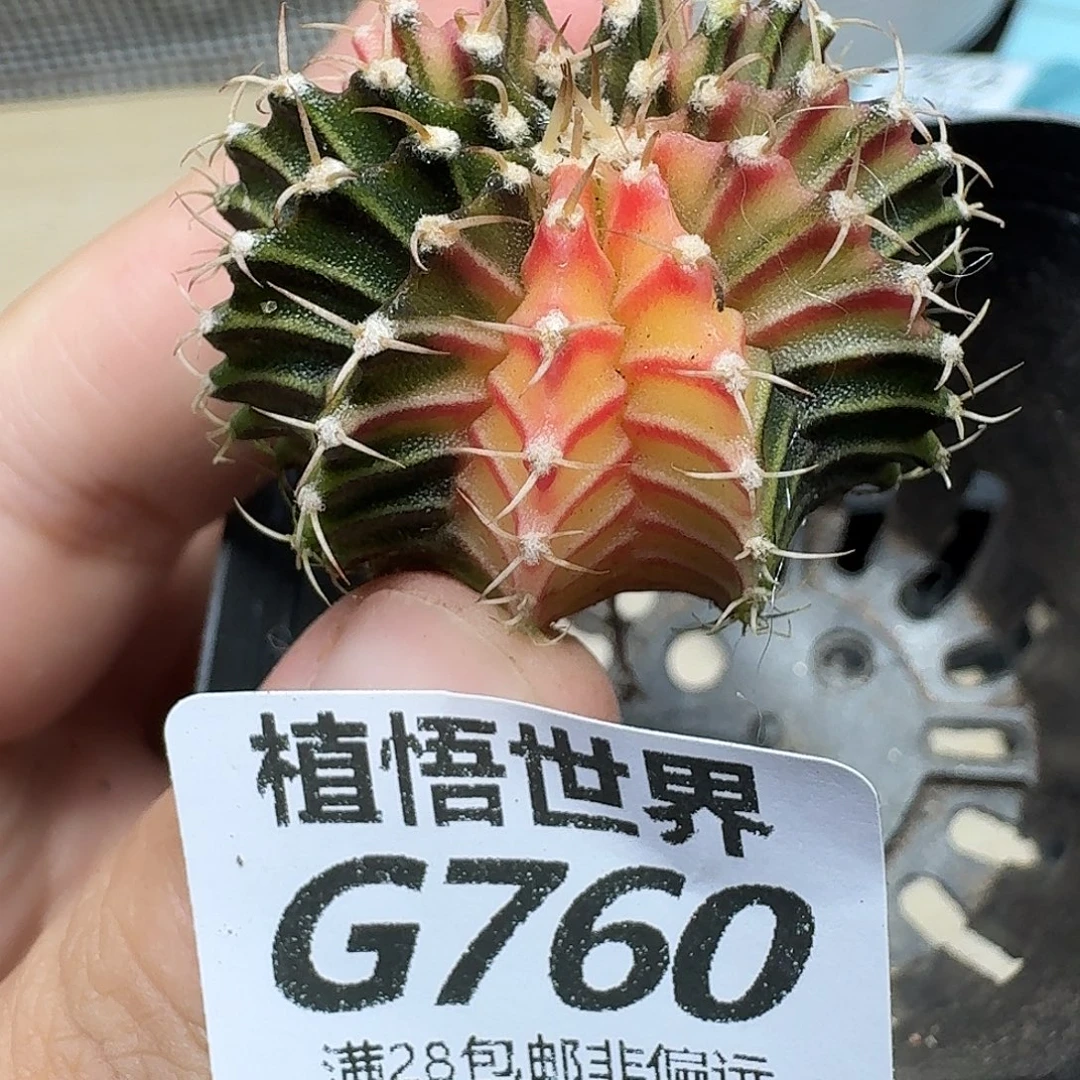 多肉植物的润泽fhhj